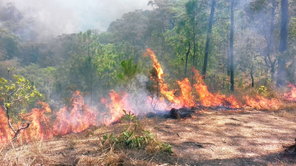 Siete incendios activos en Oaxaca Siete incendios activos en Oaxaca