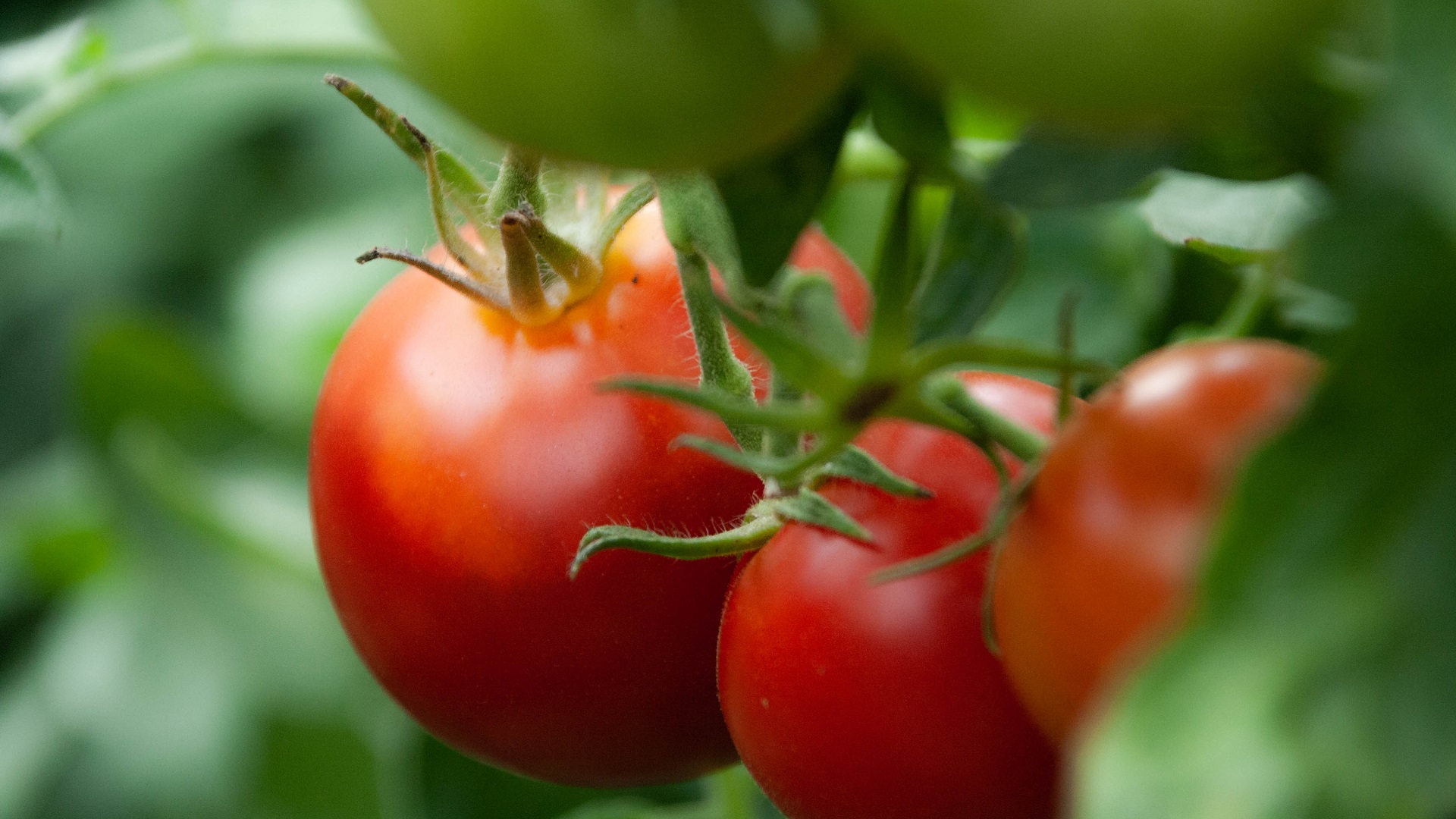 México registra superávit en la balanza comercial agroalimentaria del primer semestre