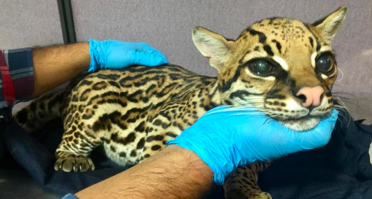 Quitan colmillos a leopardo cachorro para domesticarlo como gato