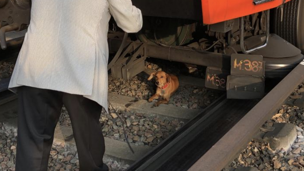Rescatan a perro en estación del Metro; ya fue entregado a su dueña