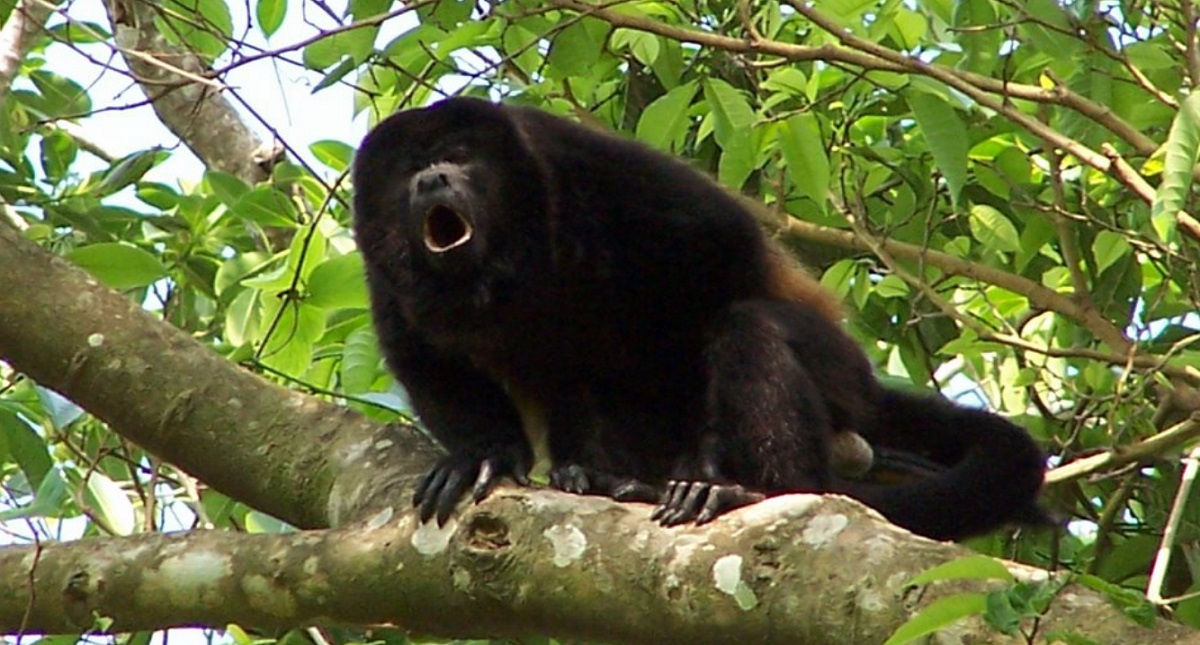 Sequía mata a monos aulladores en Veracruz