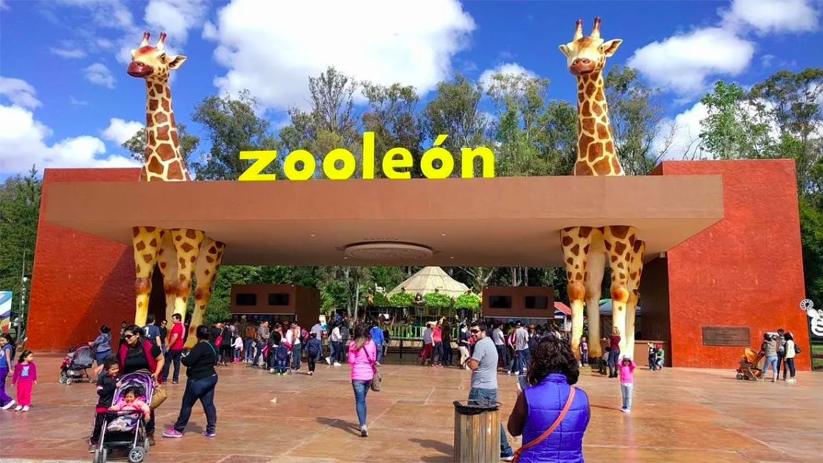 Muere pingüino en el Zoológico de León