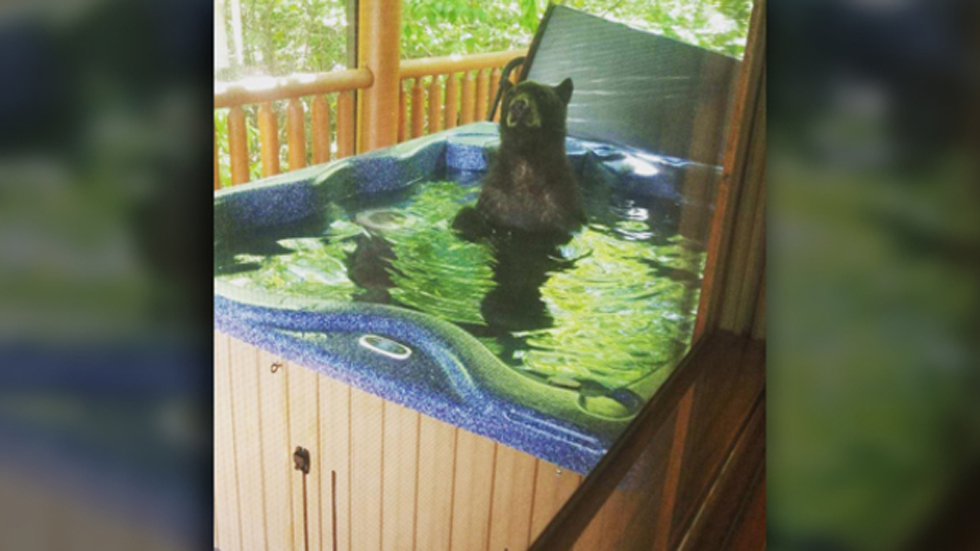 Pareja sorprende a osos en jacuzzi de su cabaña durante vacaciones