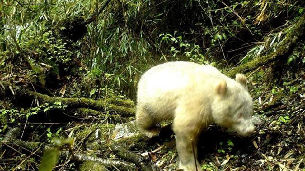 Descubren ejemplar de oso panda albino en China