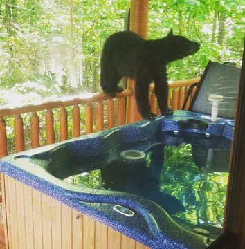 Pareja sorprende a osos en jacuzzi de su cabaña durante vacaciones - oso