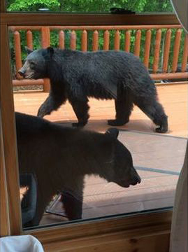 Pareja sorprende a osos en jacuzzi de su cabaña durante vacaciones - osos-paseandose-por-el-patio-de-la-cabana