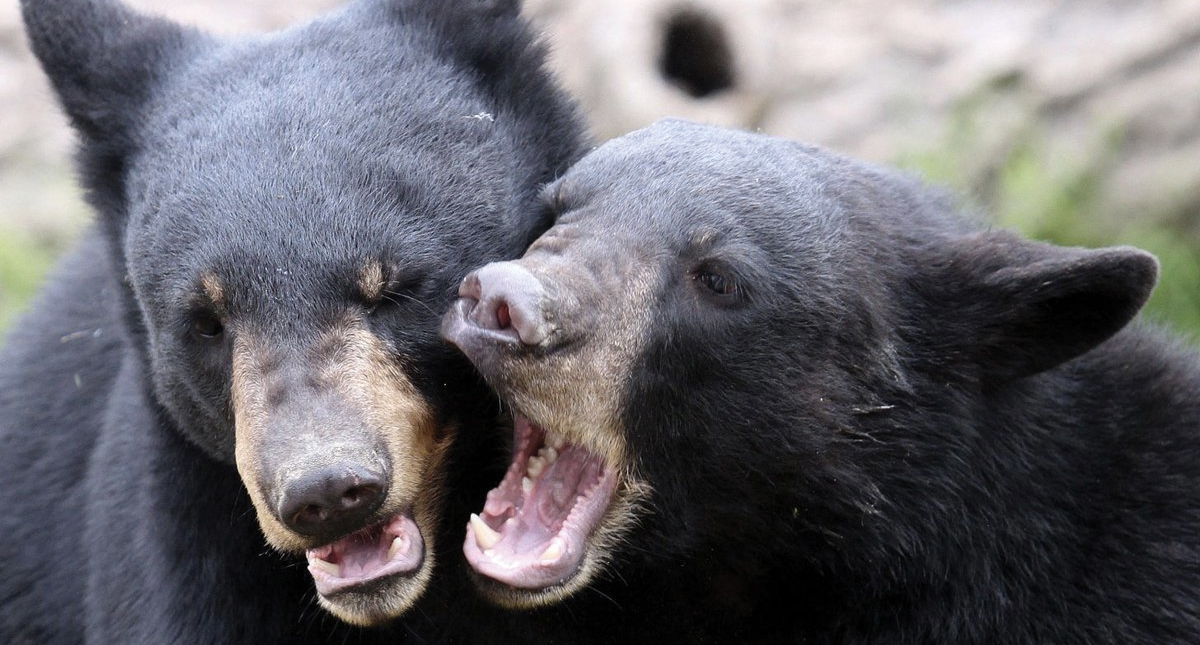 Autoridades piden no alimentar a osos que bajan a zonas habitadas en Coahuila