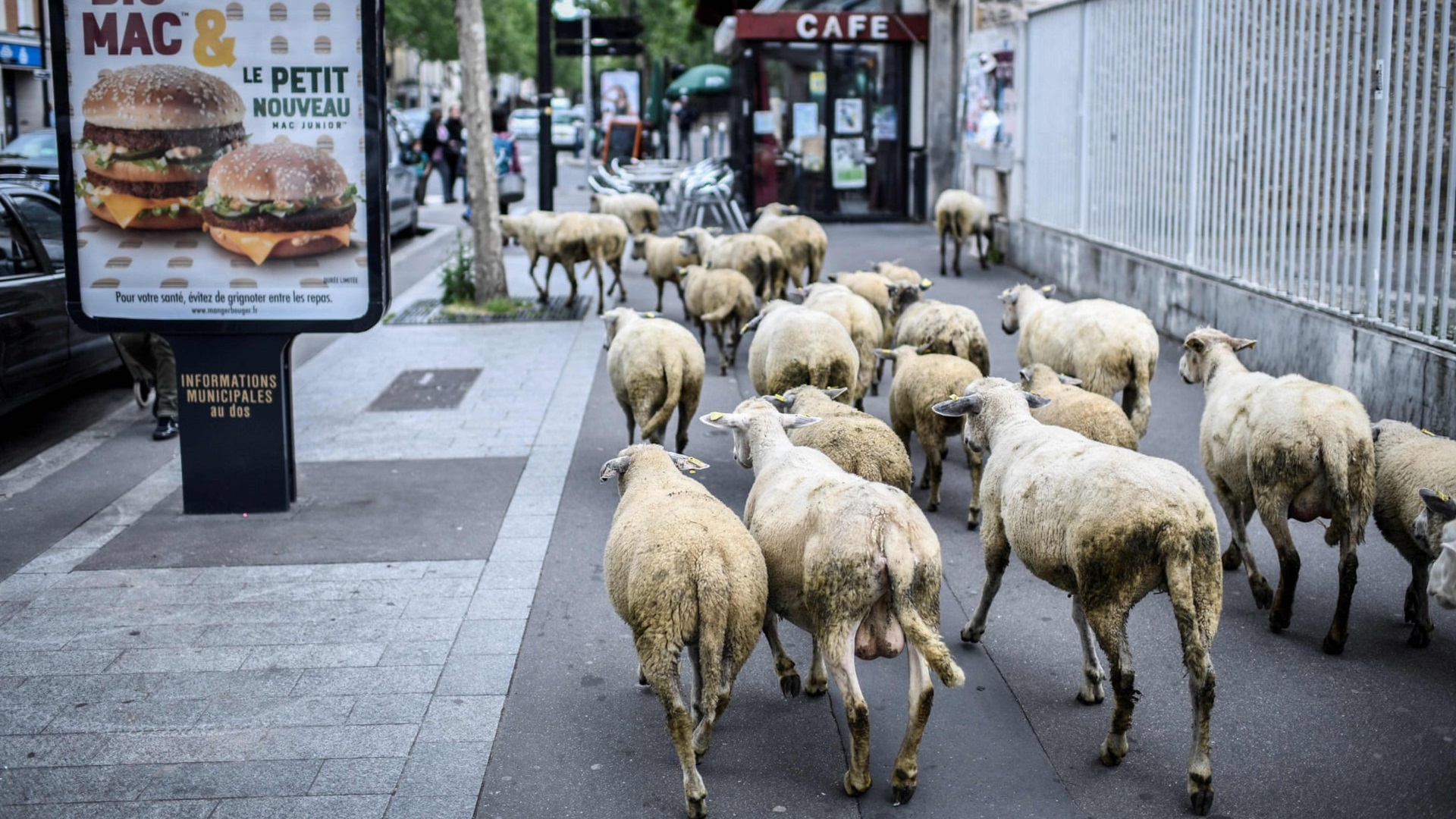 Inscriben a 15 ovejas en escuela rural para evitar cierre de clase