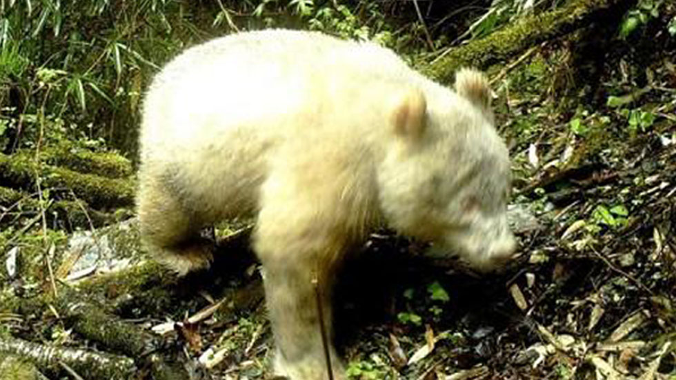 Descubren ejemplar de oso panda albino en China - panda-albino