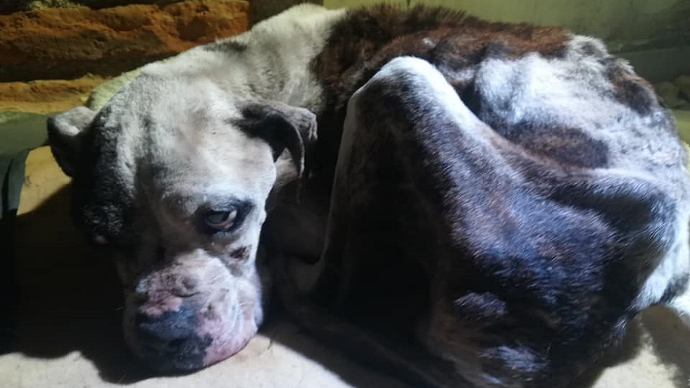 #Video Joven rescata a perra de policía en condiciones deplorables