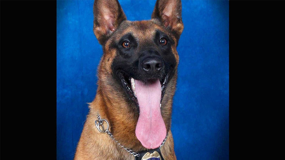 Muere perro policía por calor intenso en EE.UU.