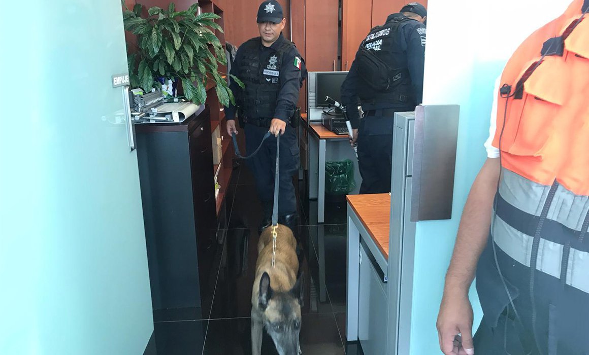 Binomios caninos revisarán paquetes en el Senado - perros-senado