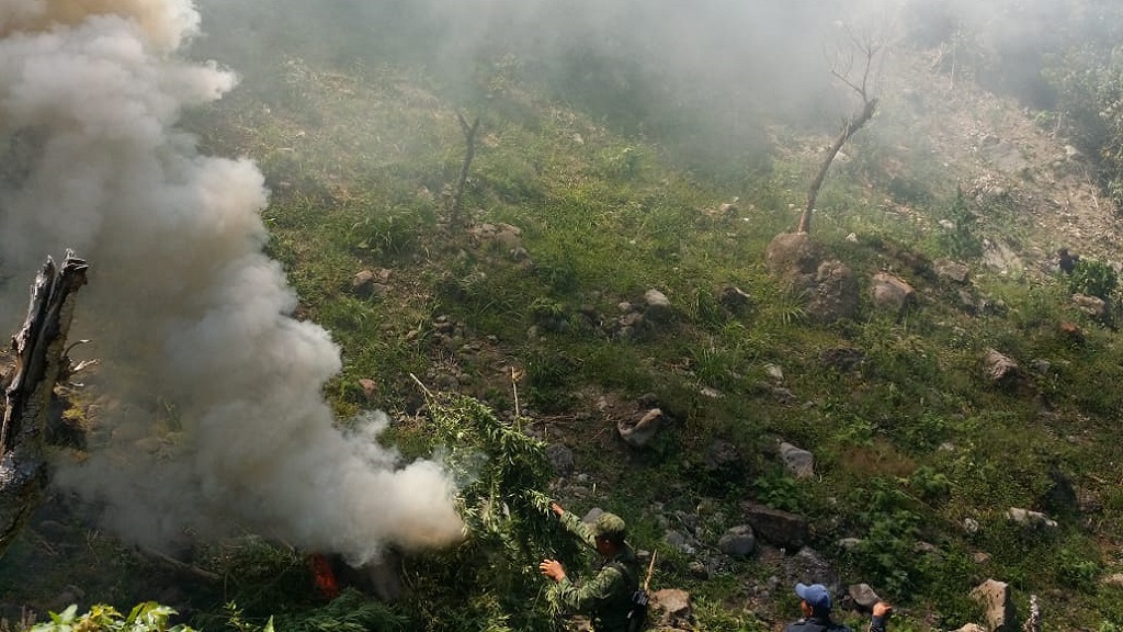 Incineran ocho mil plantas de mariguana en Chiapas - plantios-incinerados