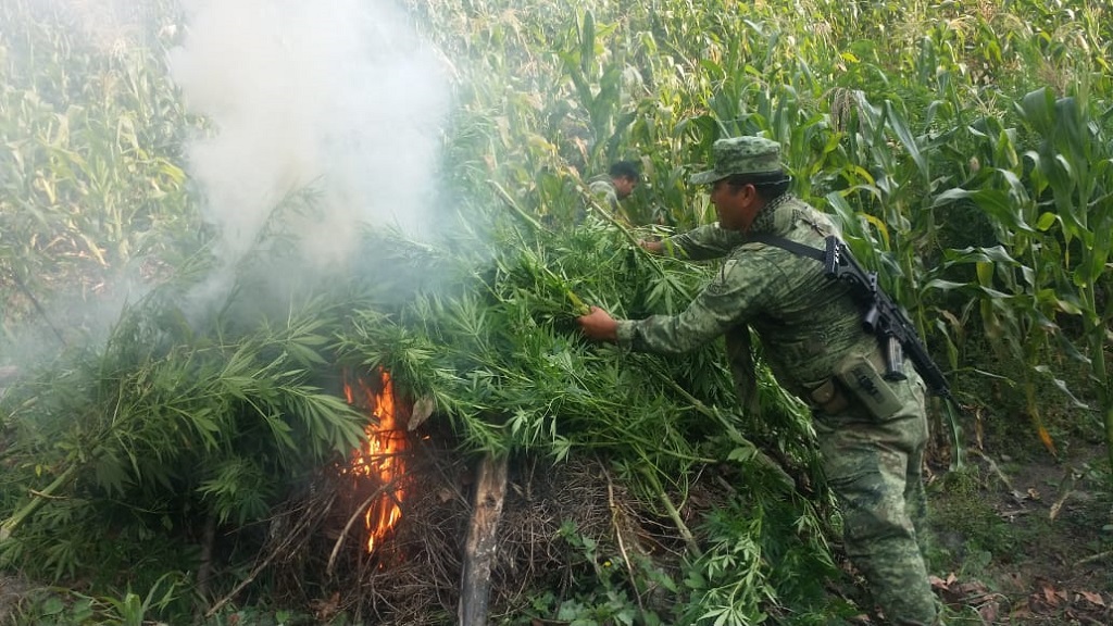 Incineran ocho mil plantas de mariguana en Chiapas