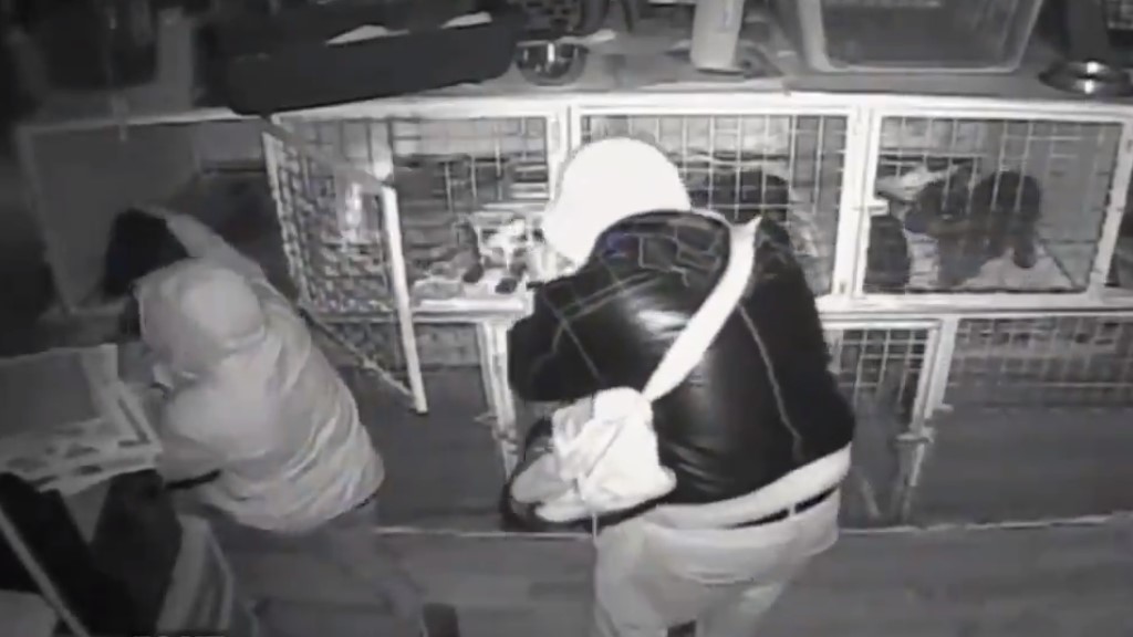 Proponen hasta seis años de cárcel por robo de mascotas en la capital