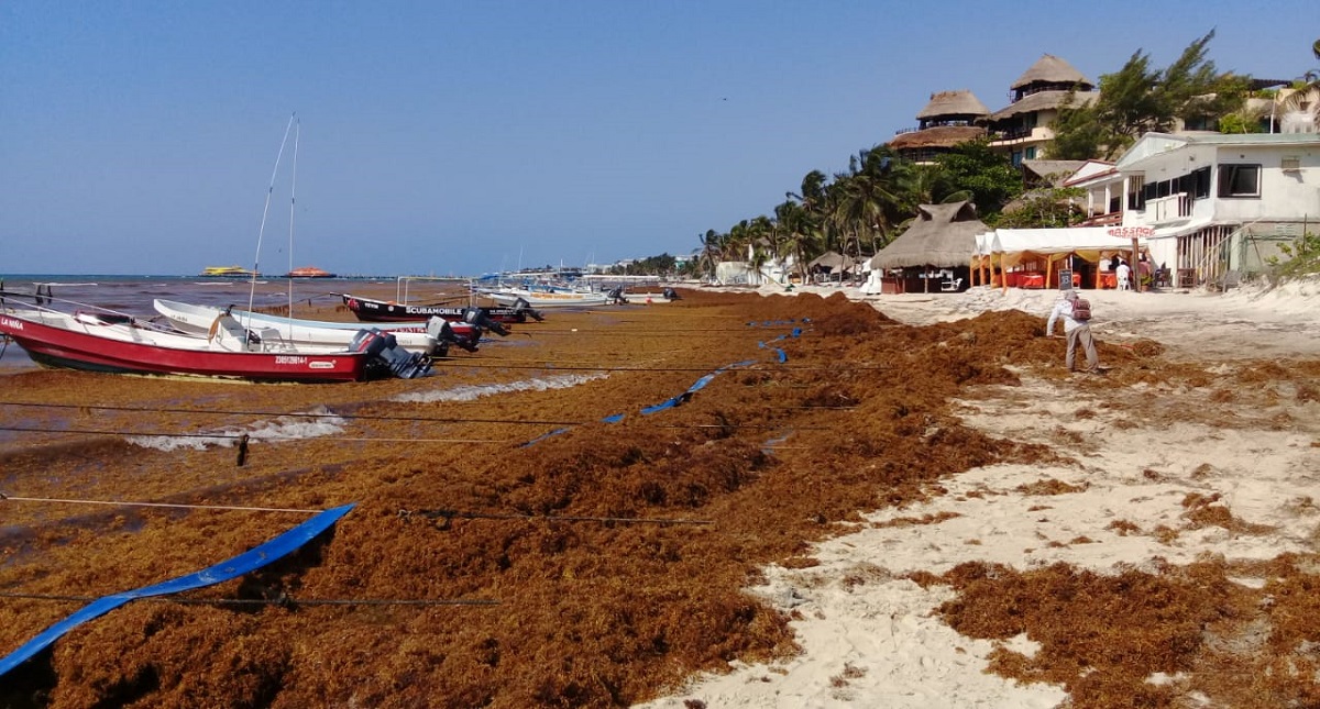 Presentarán plan de acción contra el sargazo la próxima semana