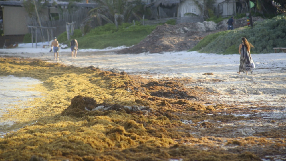 Expertos alertan de problemas por sargazo en el Caribe