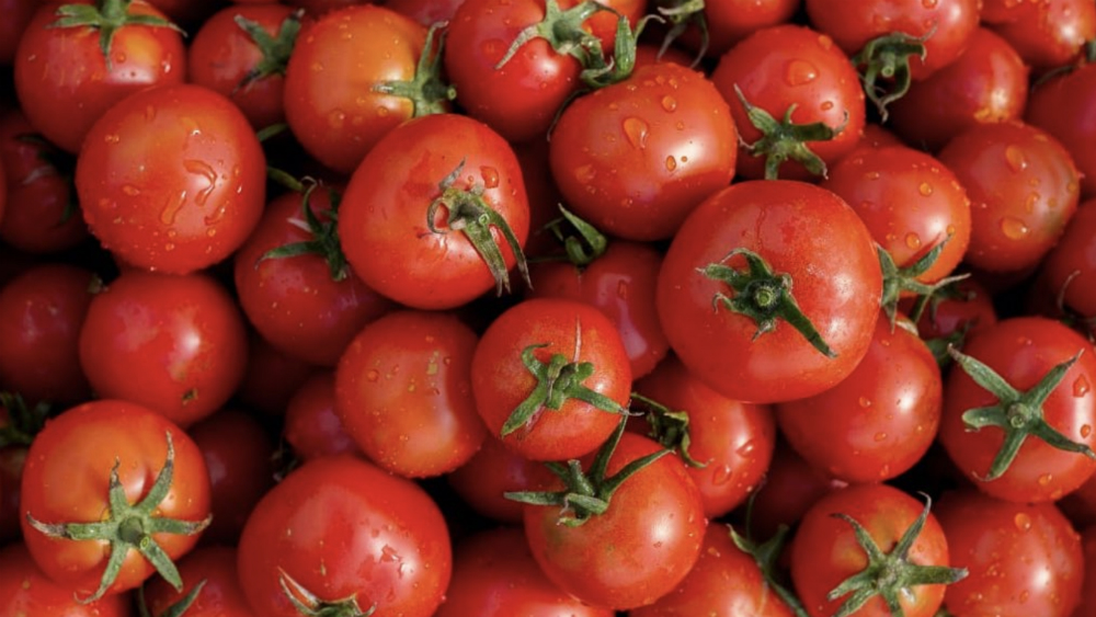 Aranceles al tomate impactarán 1.4 millones de empleos: productores