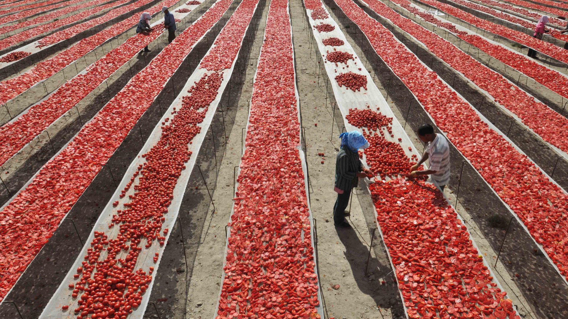 “No hemos tirado la toalla”: tomateros mexicanos sobre arancel de EE.UU.