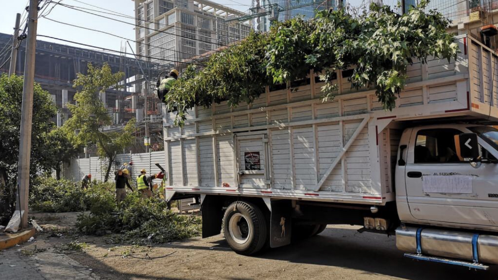 Mitikah actuó con dolo al talar árboles: Sheinbaum Mitikah actuó con dolo al talar árboles: Sheinbaum