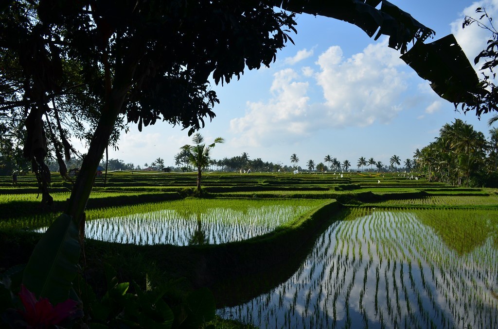 Guía para visitar Ubud, Bali - ubud-bali