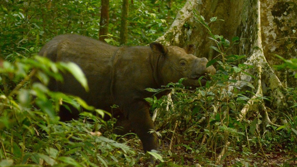 Muere el último rinoceronte macho de Sumatra de Malasia