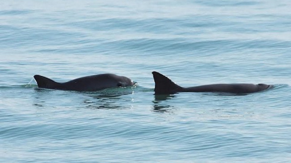 Causas ambientales también podrían extinguir a la vaquita marina - vaquita-marina