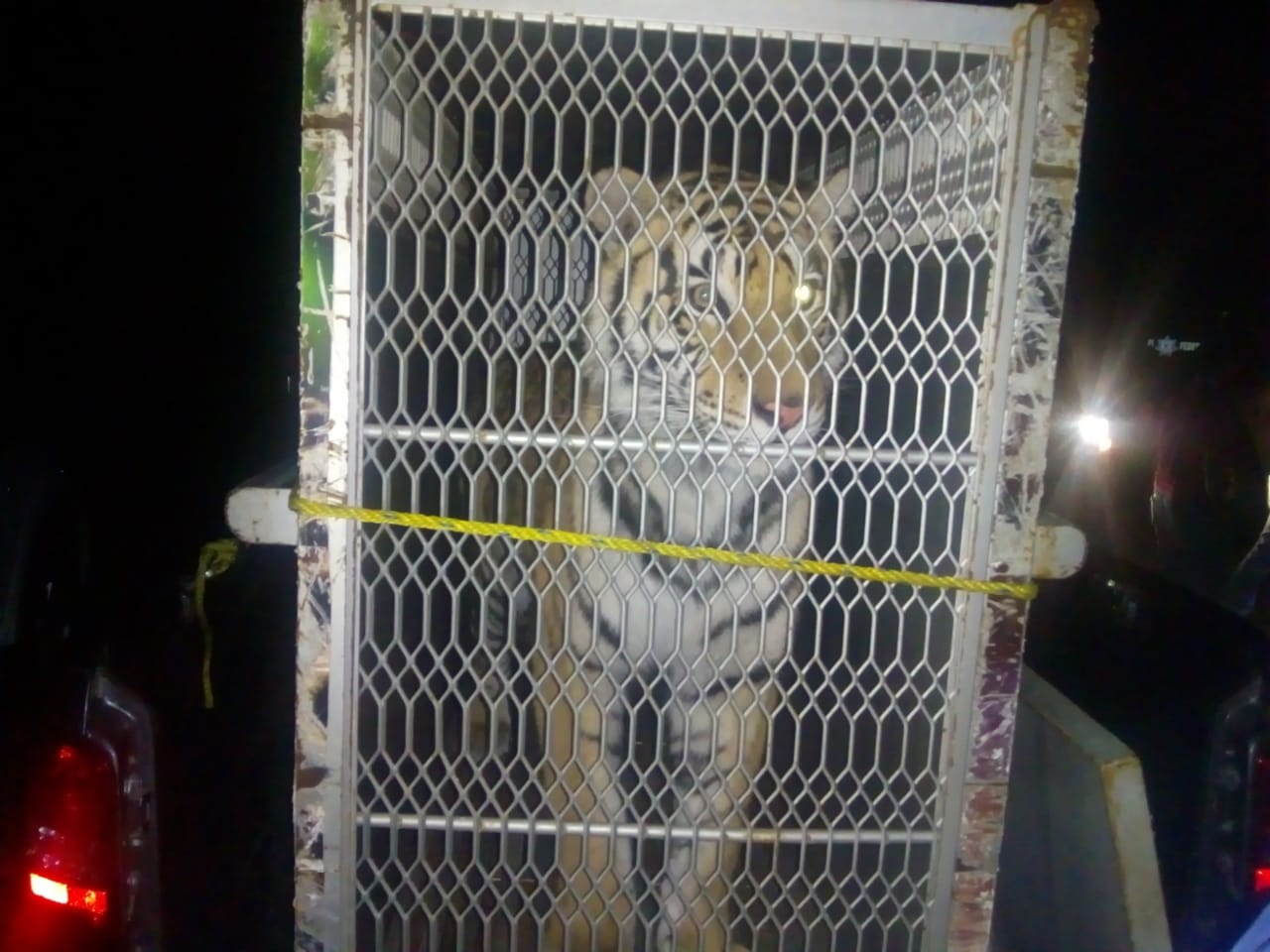 Localizan dos leones, un tigre y un puma en Morelos
