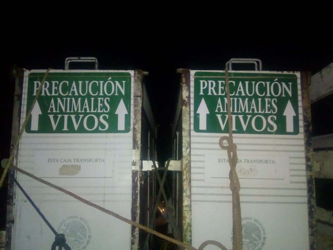 Localizan dos leones, un tigre y un puma en Morelos - whatsapp-image-2019-05-04-at-74457-pm