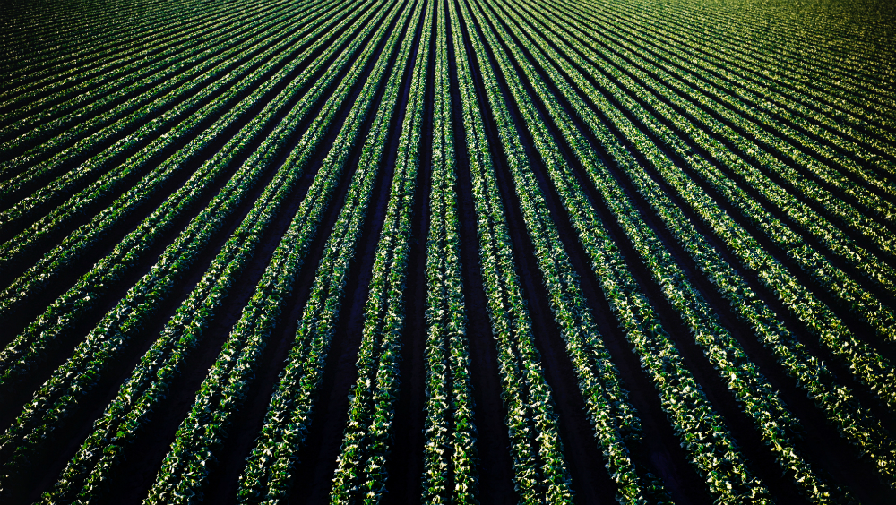 Productor de Sinaloa tacha de “indolente” la respuesta de AMLO al conflicto por los precios Productor de Sinaloa tacha de “indolente” la respuesta de AMLO al conflicto por los precios