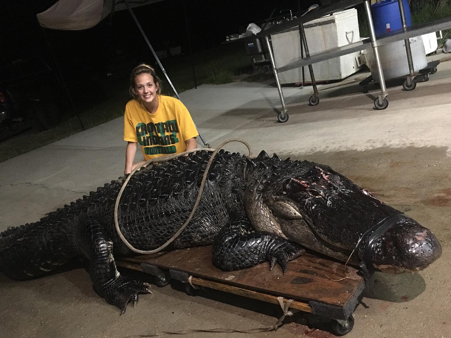 Camión choca contra caimán de 3.6 metros y 210 kilos en Florida - alligator