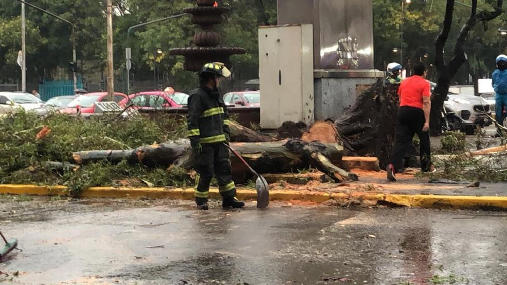 Al menos 45 árboles caídos en la Ciudad de México por lluvia