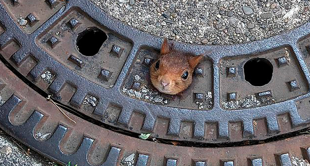 Rescatan a ardilla tras quedar atascada en alcantarilla