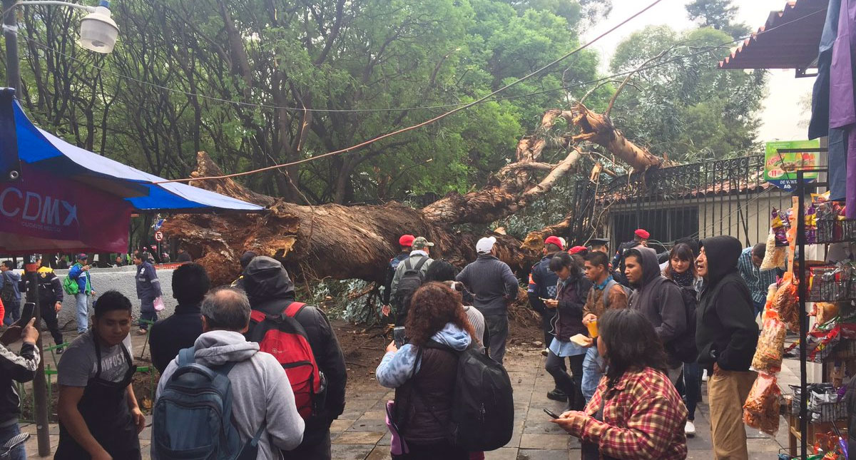Cae árbol de 20 metros altura afuera del Metro Auditorio