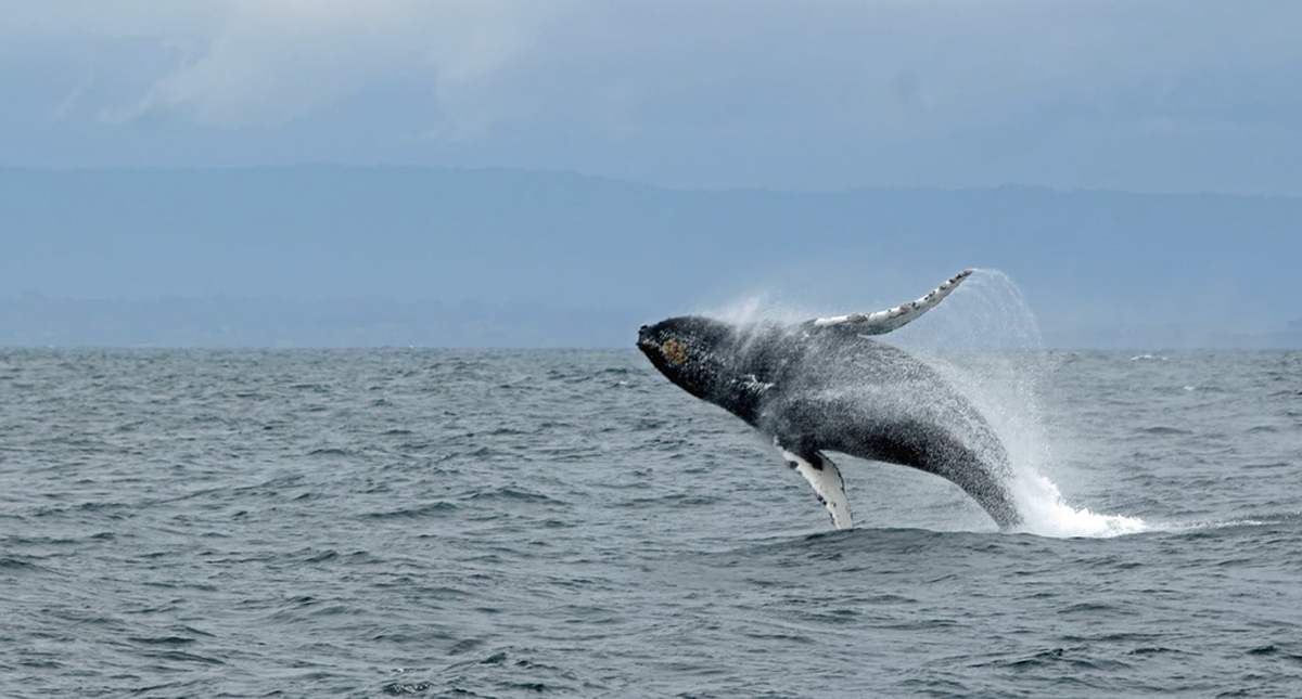 Japón reanudará caza legal de ballenas en julio