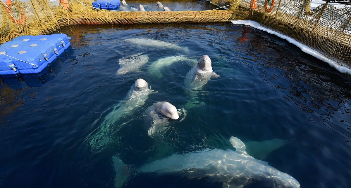 Multan a compañía rusa que capturó y mantuvo en cautiverio a orcas - belugas-en-la-llamada-carcel-de-ballenas
