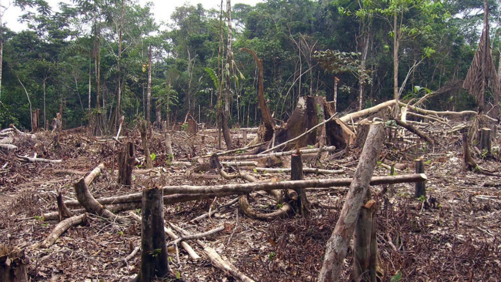 Deforestado, entre 90 y 95 por ciento de México Deforestado, entre 90 y 95 por ciento de México