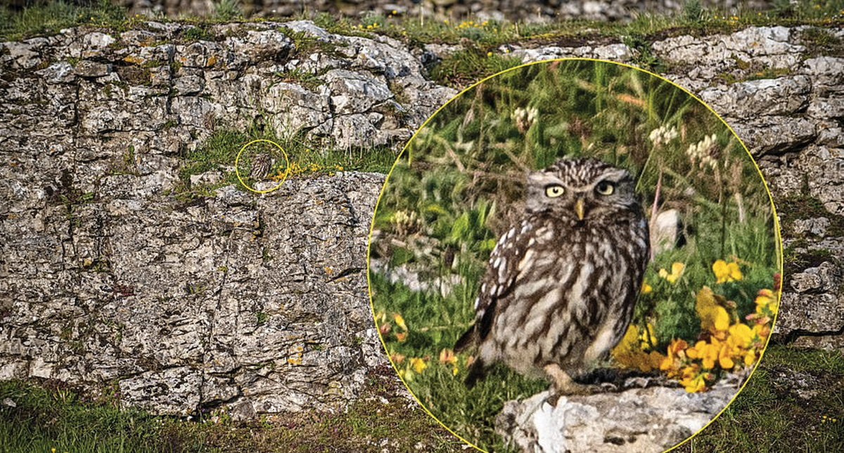 #RetoViral Encuentre el búho entre las rocas - buho-en-rocas