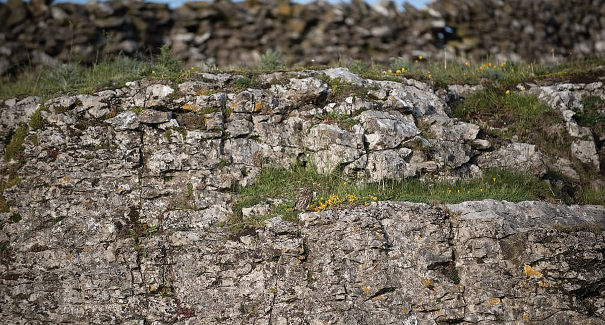 #RetoViral Encuentre el búho entre las rocas