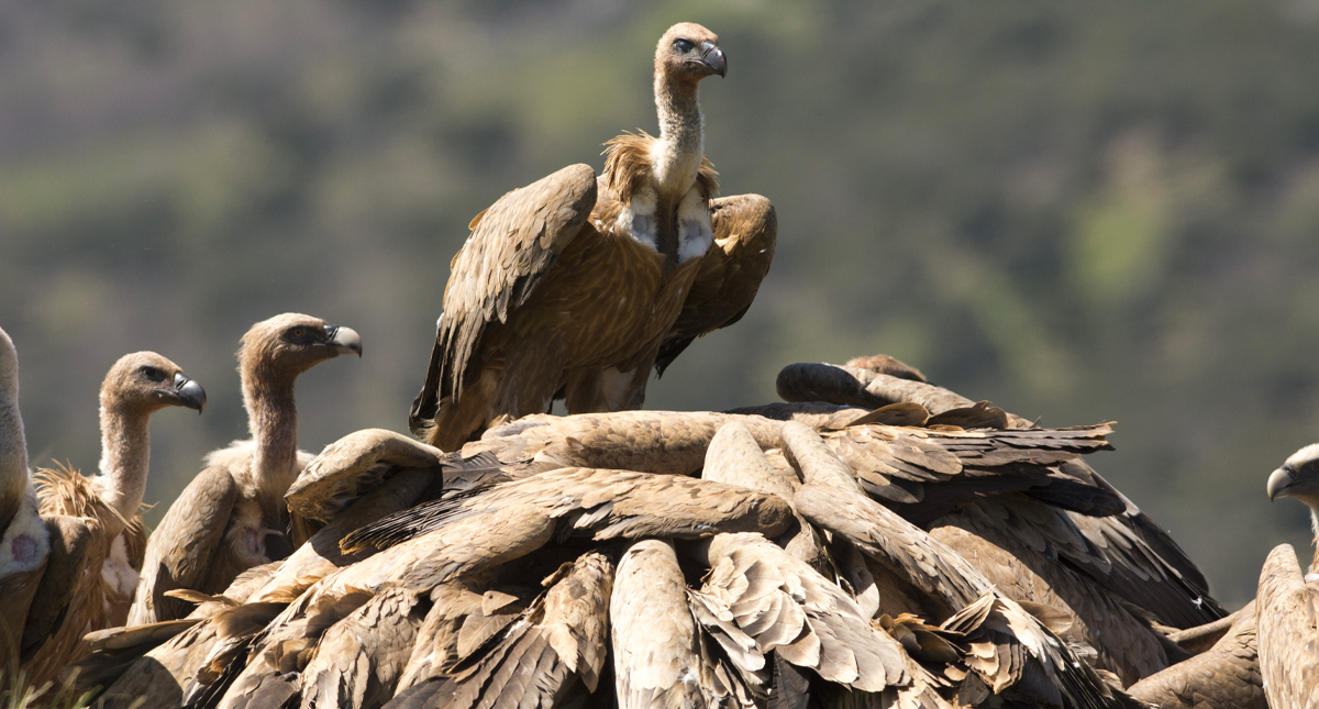Mueren 537 buitres tras comer restos envenenados de tres elefantes