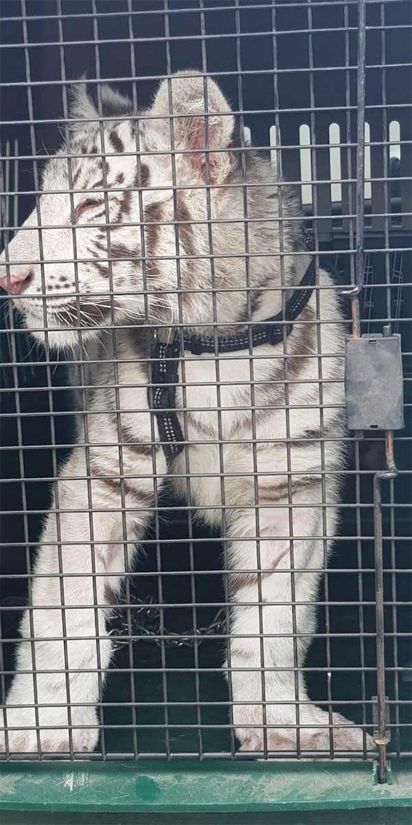 Aseguran un cachorro de tigre blanco en domicilio de Veracruz - cachorro-tigte-especia2