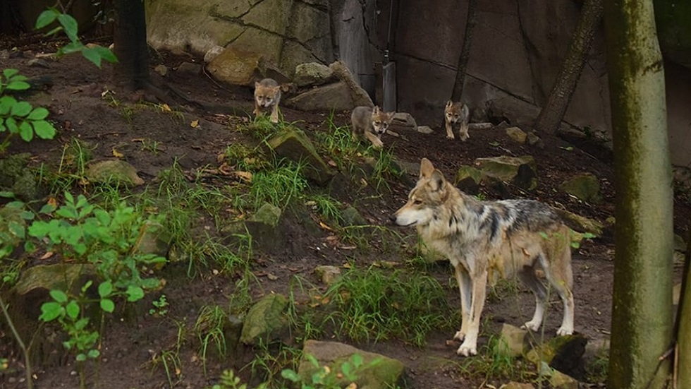 Nacen seis cachorros de lobo mexicano en Zoológico de Chapultepec