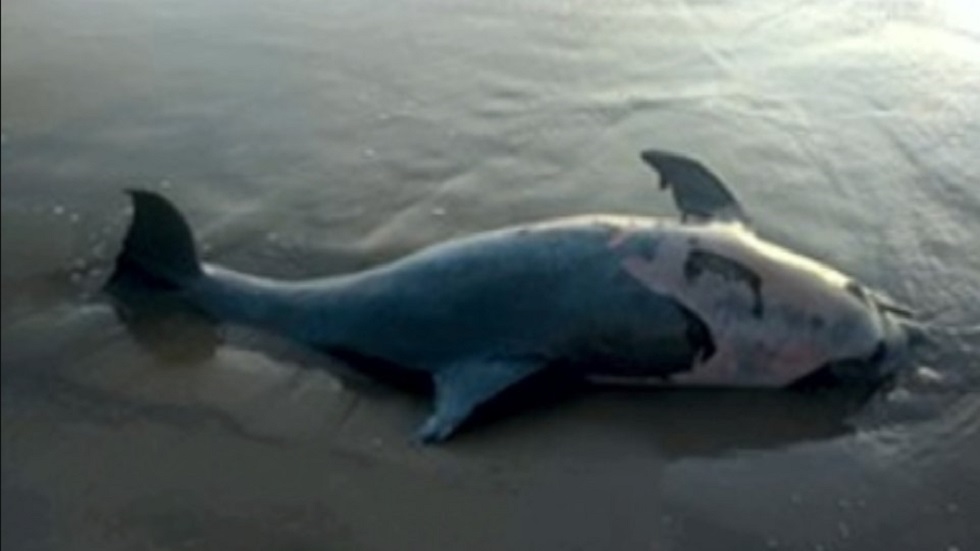 Hallan muerto a delfín nariz de botella en playa de Tamaulipas - cadaver-de-delfin
