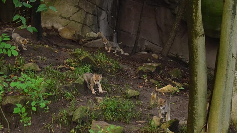 Nacen seis cachorros de lobo mexicano en Zoológico de Chapultepec - camada-de-lobos-mexicanos-en-el-zoologico-de-chapultepec