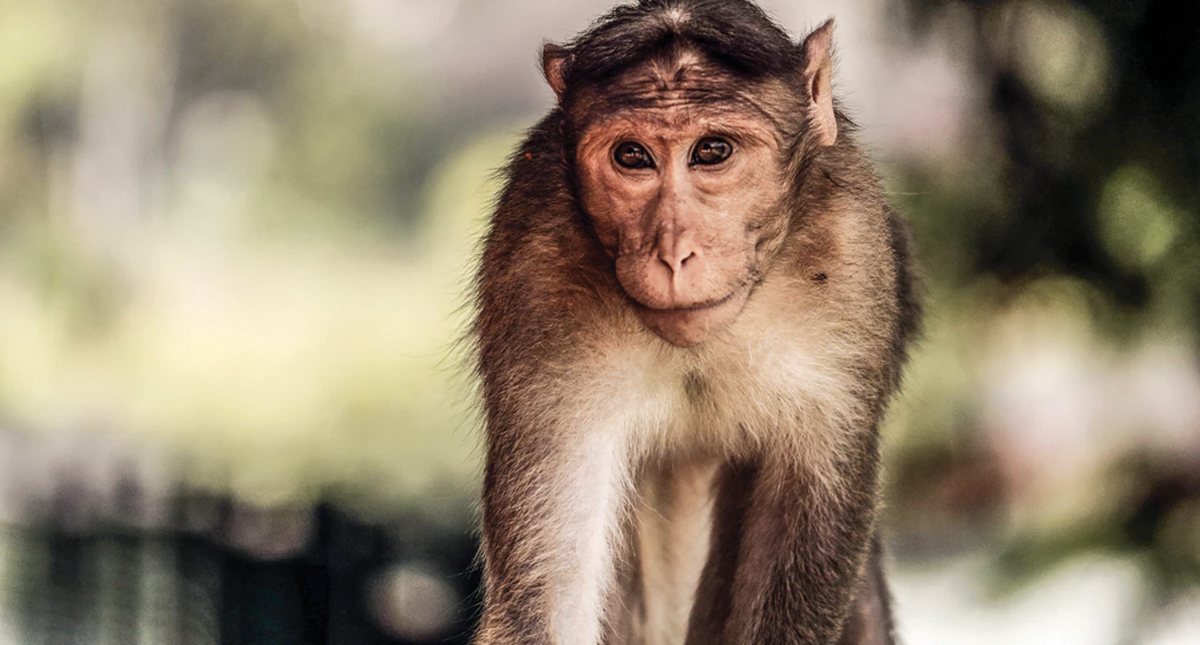 Monos podrían extinguirse en 2050