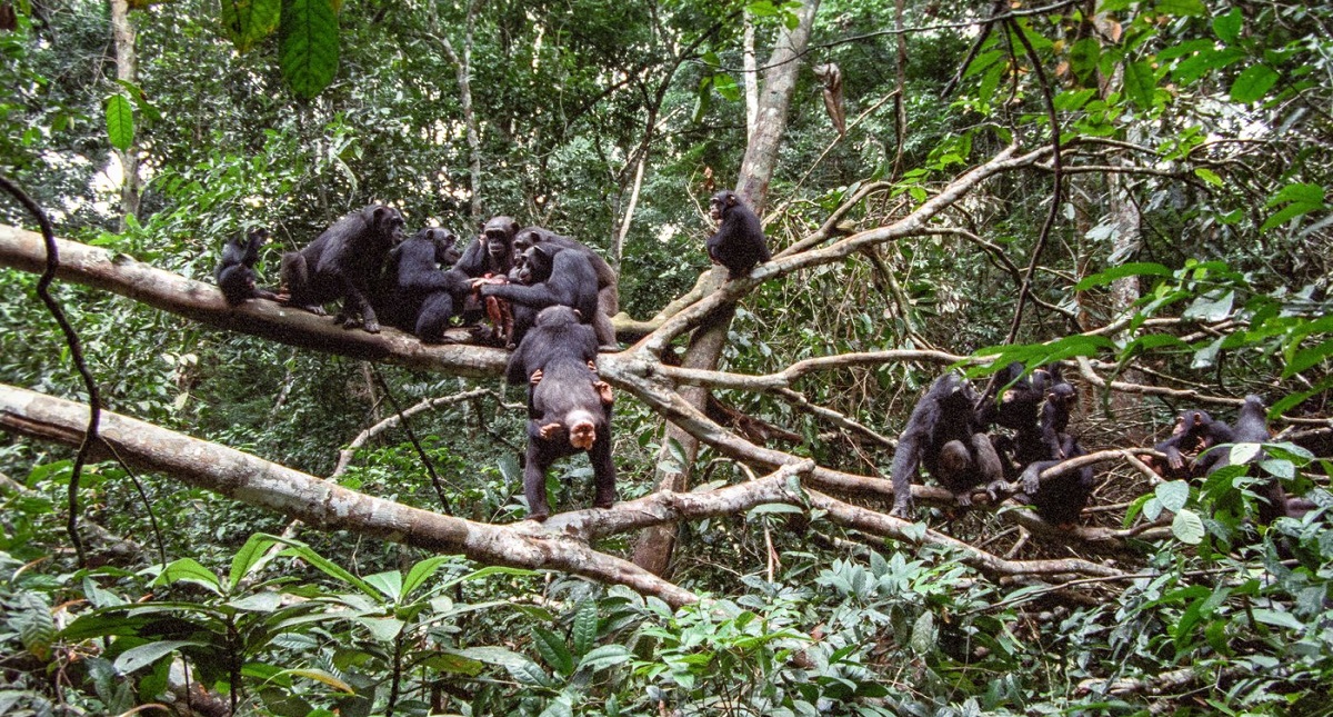 Primatólogos critican que deforestación y caza aislen a chimpancés