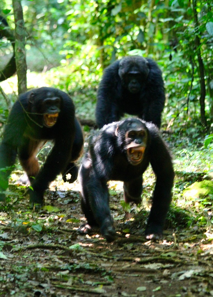 Primatólogos critican que deforestación y caza aislen a chimpancés - chimpances-en-el-bosque-budongo-de-uganda