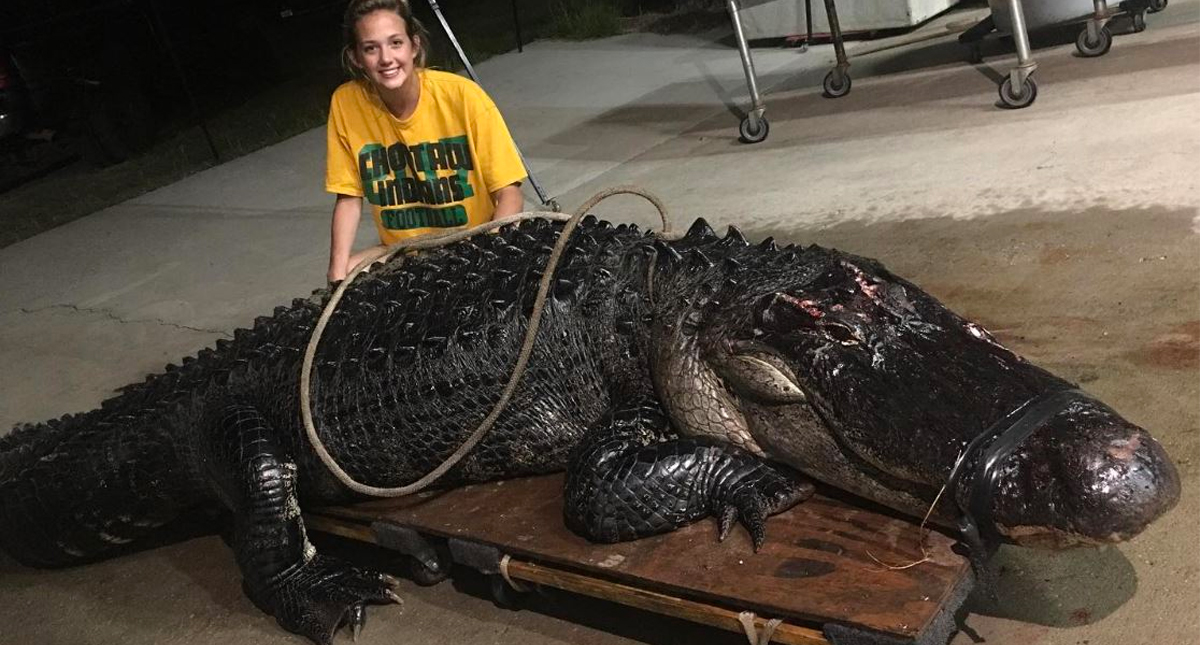 Camión choca contra caimán de 3.6 metros y 210 kilos en Florida