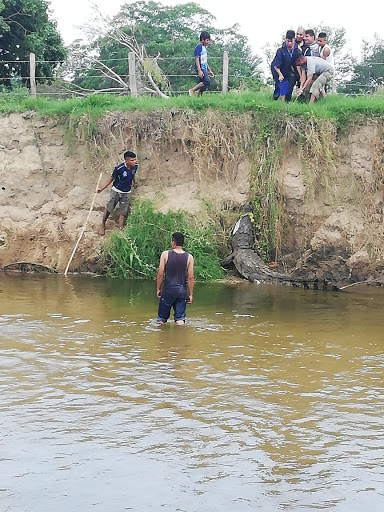Capturan a cocodrilo de más de tres metros en Oaxaca - cocodrilo-2