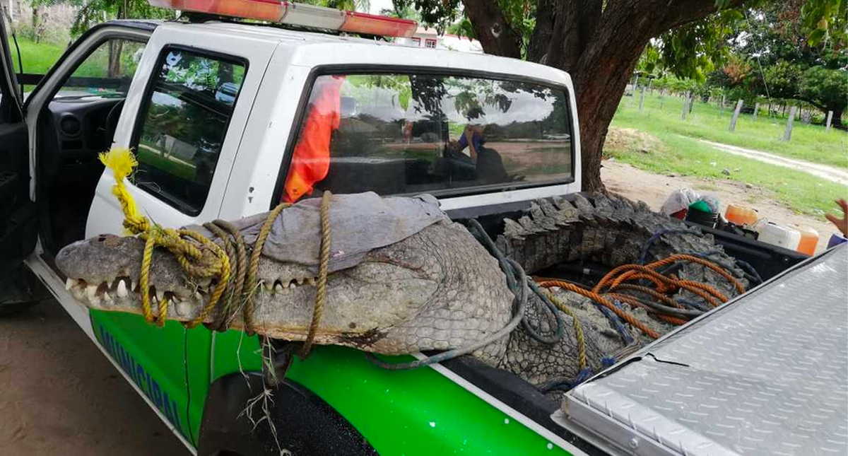 Capturan a cocodrilo de más de tres metros en Oaxaca